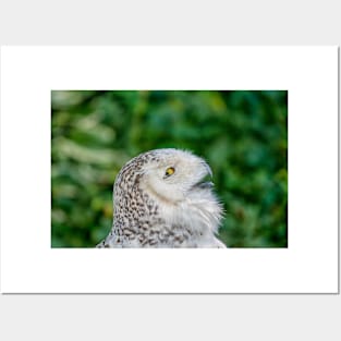 Head of snowy owl Posters and Art